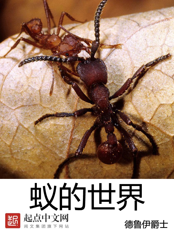 蚁的寿命最长多少年
